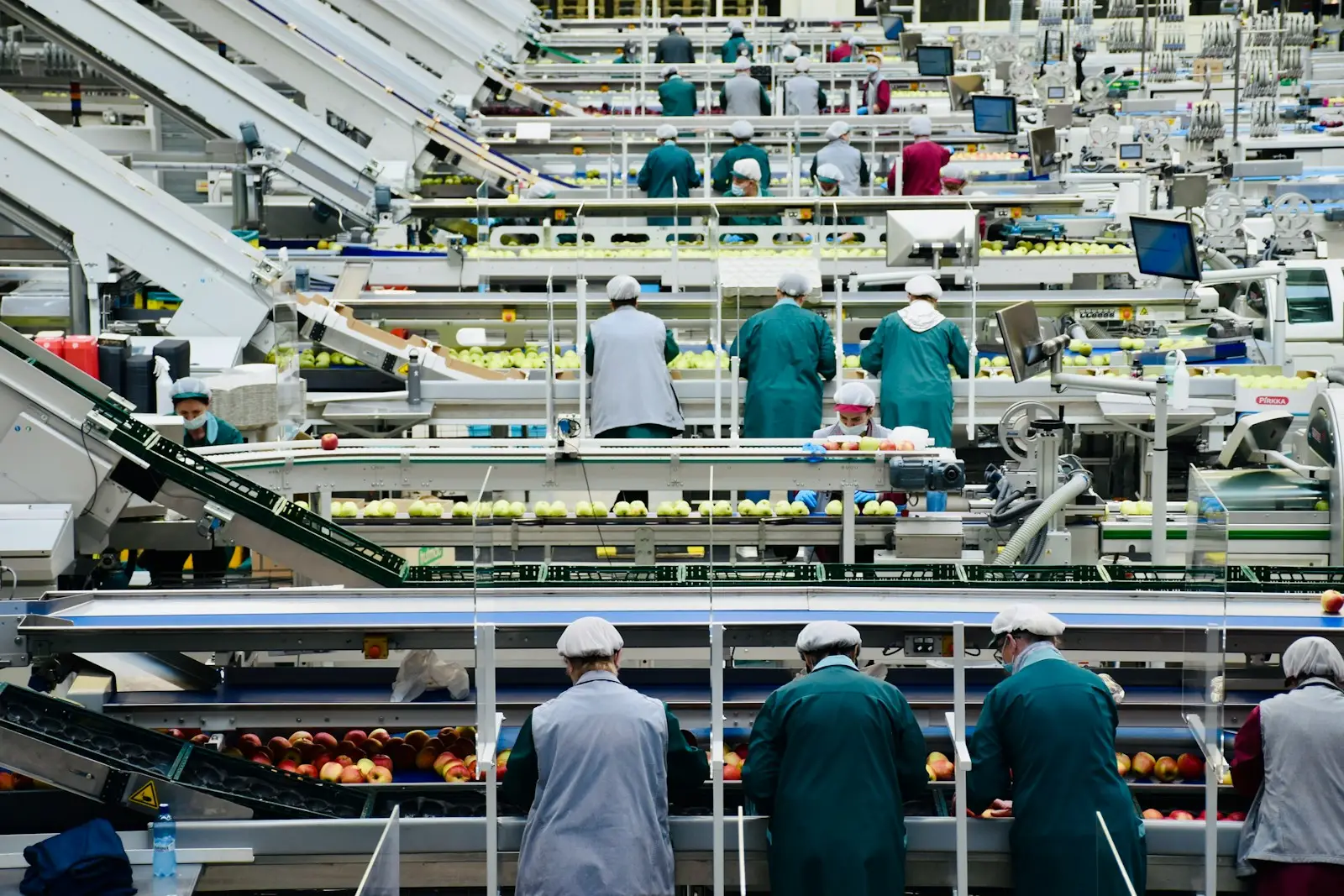 Workers in coats and hairnets sorting produce along packing lines.
