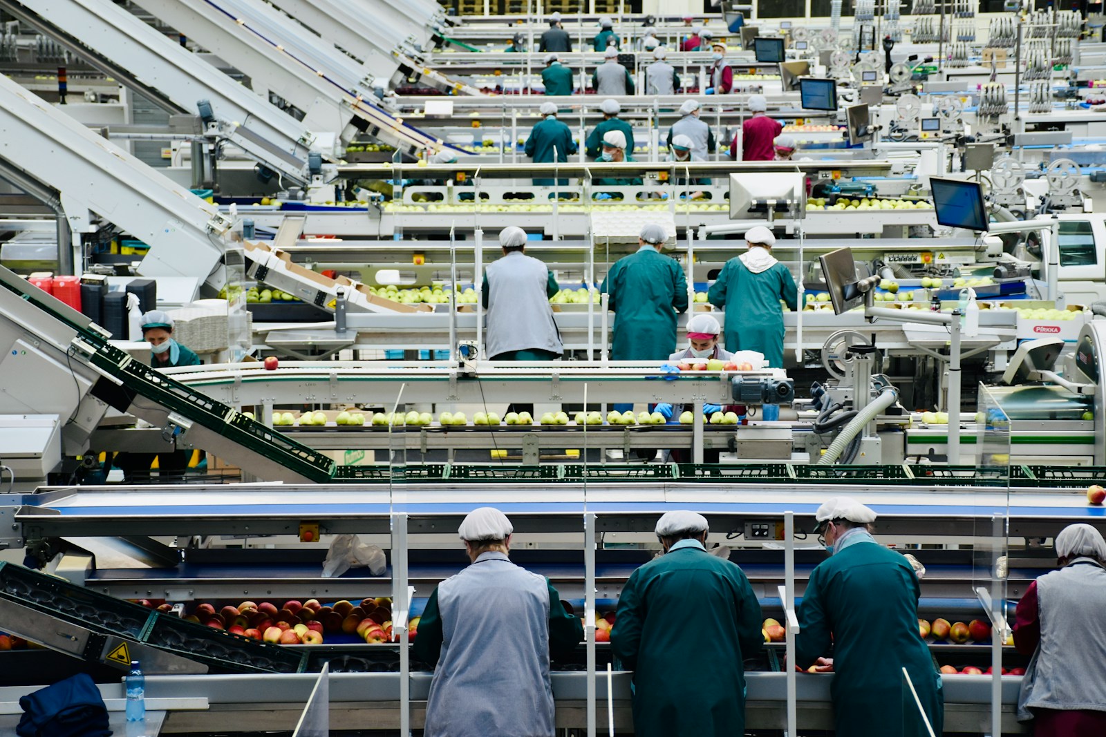 Workers in coats and hairnets sorting produce along packing lines.